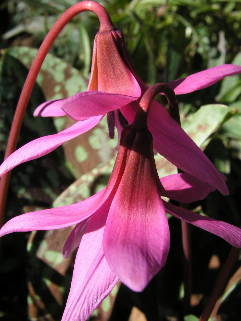 ERYTHRONIUMS IN