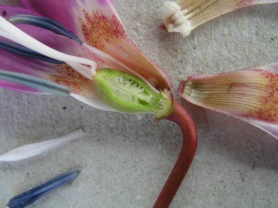 Other details such as the shape of the filaments are among the characteristics that further separate this species from Erythronium sibiricum and