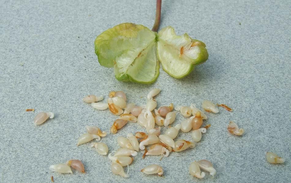 Seeds Erythronium dens-canis seed capsule and seed.