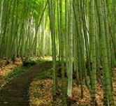 Bamboo is the fastest growing plant.