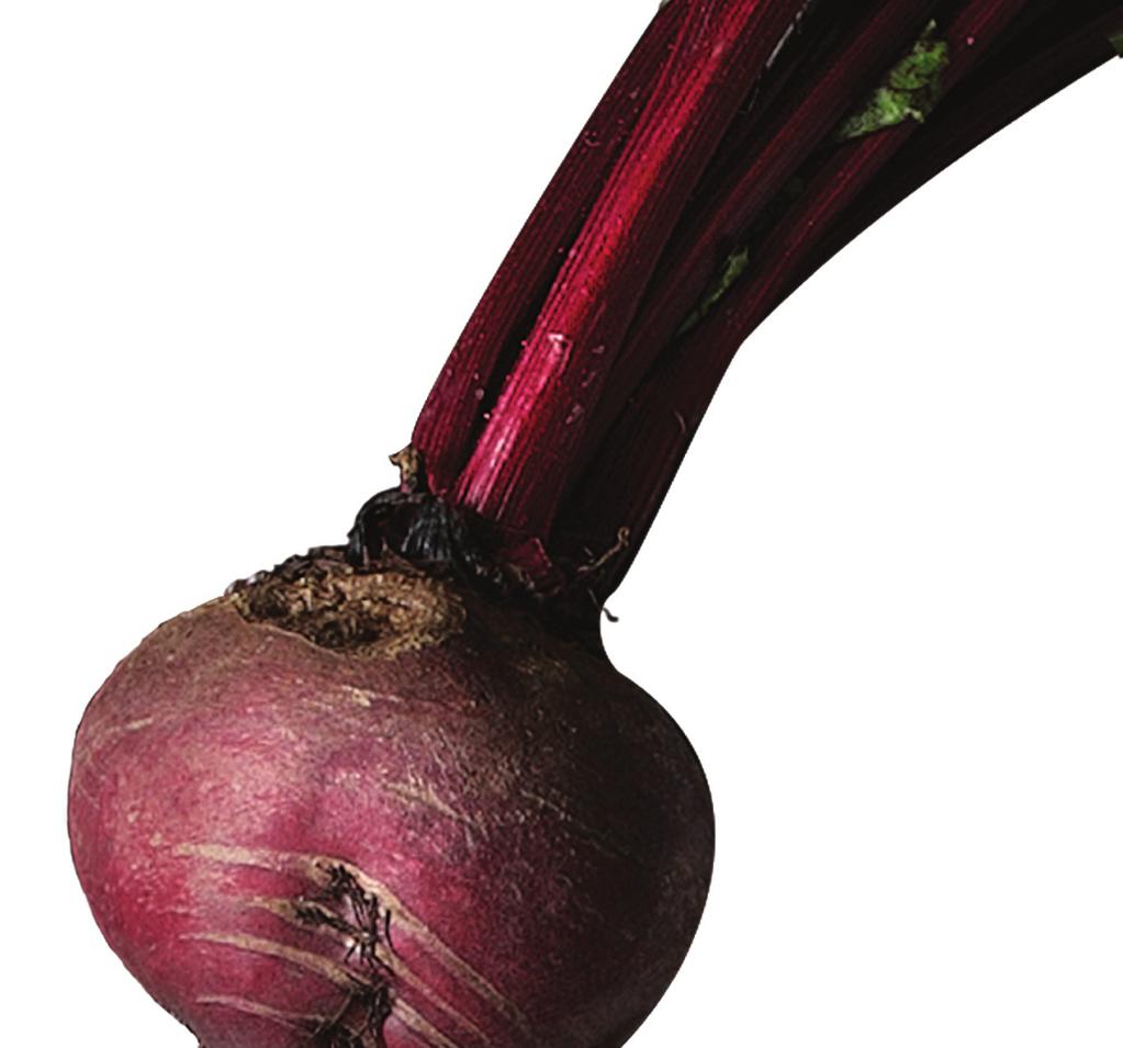 Boltardy Tasty raw, roasted or in a soup, Beetroot Boltardy is really easy to grow on a sunny windowsill.