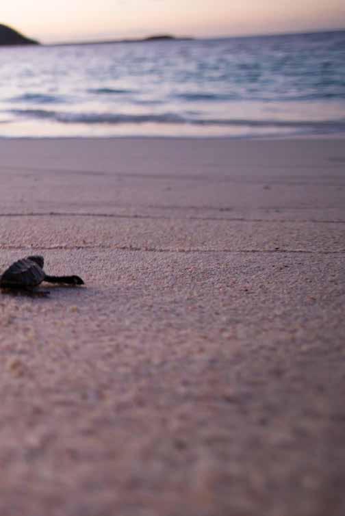 Grenadines Wild Our passion for sustainability extends not only to our guests but to the island s first inhabitants, sea turtles.