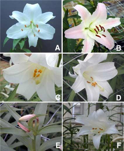 Fig. 4. Flowers of plants derived from embryogenic calli of Oriental lily and L. longiflorium hybrids.