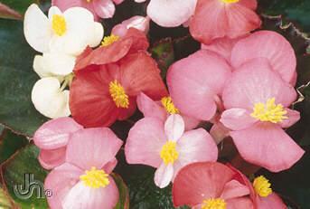 Begonia - Available in both flats and hanging basket - Flowering Period ~ Mid June to mid October. Height ~ Grows 6" to 12" tall (15-30 cm). How to Grow ~ Plant in sun or part sun.