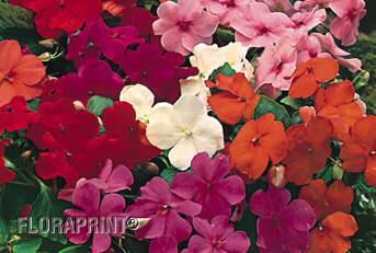Impatiens - Available in both flats and hanging basket - Flowering Period ~ Mid June to mid October. Height ~ Grows 8" to 12" tall (20-30 cm). How to Grow ~ Plant in part sun or shade.