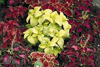 Coleus Available in Flats only Flowering Period ~ Mid June to mid October. Height ~ Grows 10" to 15" tall (25-38 cm). How to Grow ~ Plant in part sun or shade.