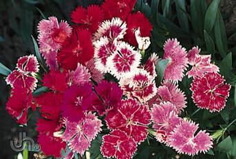 Dianthus Available in Flats only Flowering Period ~ Mid June to the end of October. Height ~ Grows 4" to 10" tall (10-25 cm). How to Grow ~ Plant in full sun.