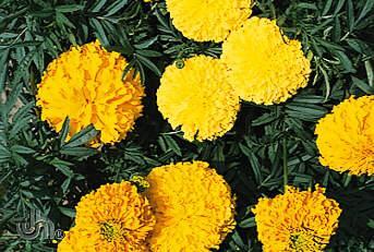 Marigold Available in Flats only Flowering Period ~ Mid June to the end of October. Height ~ Grows 10" to 12" tall (25-30 cm). How to Grow ~ Plant in full sun.