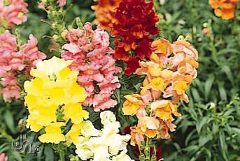 Snapdragon Available in Flats only Flowering Period ~ Mid June to the end of October. Height ~ Grows 6" to 36" tall (15-90 cm). Varies with variety. How to Grow ~ Plant in sun or part sun.
