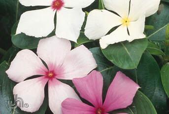 Vinca Available in Flats only Flowering Period ~ Early July to the end of September. Height ~ Grows 12" tall (30 cm). How to Grow ~ Plant in full sun.