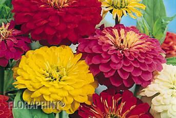 Zinnia Available in Flats only Flowering Period ~ Early July to mid October. Height ~ Grows 12" to 30" tall (30-76 cm). How to Grow ~ Plant in full sun.