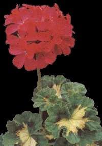 Geranium - Available in 4 ½ inch pots - Flowering Period ~ Mid June to the end of October. Height ~ Grows 12" to 14" (30-35 cm). How to Grow ~ Plant in sun or part sun.