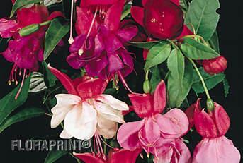 Fuchsia - Only available in hanging basket - Flowering Period ~ Early July to mid October. Height ~ 1 to 2 feet tall (30-60 cm). How to Grow ~ Plant in part sun or shade.