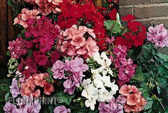 Ivy Geranium - Only available in hanging basket - Flowering Period ~ Mid June to the end of October. Height ~ Grows 12" to 14" (30-35 cm). How to Grow ~ Plant in sun or part sun.