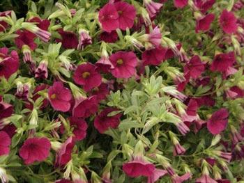 Million Bells - Only available in hanging basket - Flowering Period ~ Early July to mid