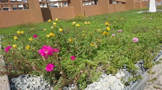It is mainly soil-less where natural fibers are used to replace soil. The pre- grown vegetated mats and without soil reduces weight of green roofs thus making green roofs INSTANT to install.