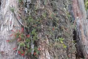 cerinthoides growing up gum-topped stringy bark Probably the finest catch of the day is the