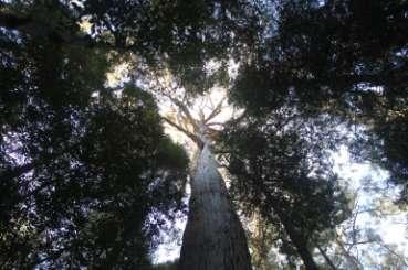 The forest canopy is dominated by Eucalyptus obliqua, a massive tree in this wet