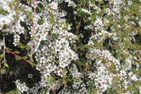 This highly scented shrub is in full flower, but is also holding previous years seed that we harvest.