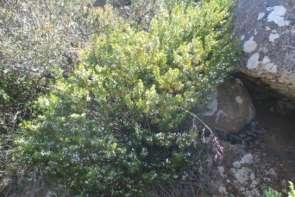 tasmanica, the Tasmanian daisybush; Tasmannia lanceolata, otherwise known as the
