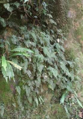 Top left: ferns and moss on a dripping wet rock; bottom left: unidentified fern Right: Hymenophyllum sp.