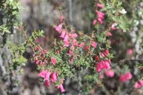 Firstly we collect from the coastal heath: Billardiera longiflora, an endemic woody climber with a wide distribution; Eucalyptus amygdalina; and the common heath, Epacris impressa, with its