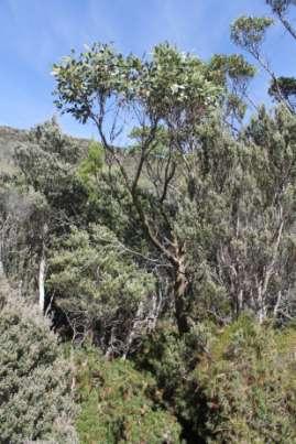 It is reported as reaching a size o 55m in lower altitudes but typically achieves heights of 6-17m in higher altitudes. It is another eucalypt endemic to the island.