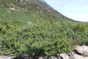 We encounter an interesting little sundew (Drosera murfetii) in this clipped landscape, along with Nothofagus gunnii.