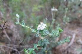 Left: Pimelea sericea with atypical sparseness of flower; right: Gahnia grandis sharp, long leaves and tall