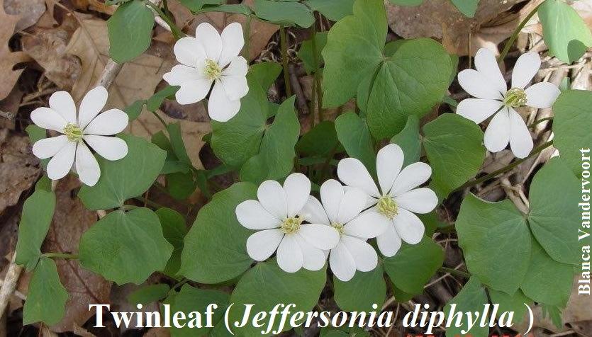 NEWSLETTER OF THE PIEDMONT CHAPTER OF THE VIRGINIA NATIVE PLANT SOCIETY The Leaflet Calmes Neck Marjorie Prochaska SUMMER 2014 Spring began for me this year with our chapter s annual walk to Calmes
