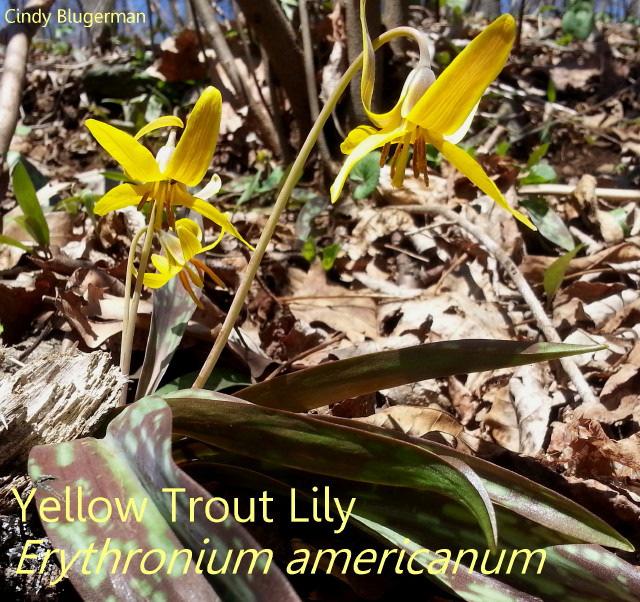The Leaflet SUMMER 2014 page 3 Annual Walk among Trilliums at Thompson WMA Cindy Blugerman We were at G.
