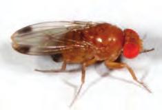 Spotted Wing Drosophila Introduction A new invasive pest of Michigan fruit crops The Spotted Wing Drosophila (SWD) is a small vinegar fly with the potential to damage many fruit crops.