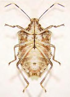 Top side of an adult brown marmorated stink bug (photo by D. Shetlar).