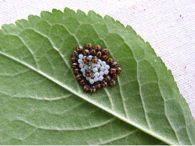 The brown marmorated stink bug is highly mobile and can switch hosts, moving from plants with early-ripening fruits to those with late-ripening fruits.