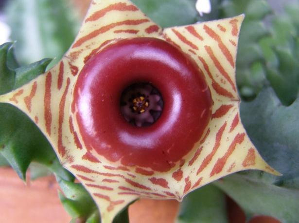 WINTER Mystery Plant Huernia zebrina AKA Life Saver Plant The genus Huernia (family Apocynaceae, subfamily Asclepiadoideae) consists of stem succulents from Eastern and Southern Africa, first