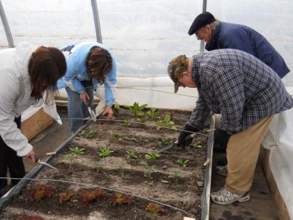 They transplanted, and seeded some raised beds in our hoop house for the