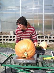 pumpkin growing competition.