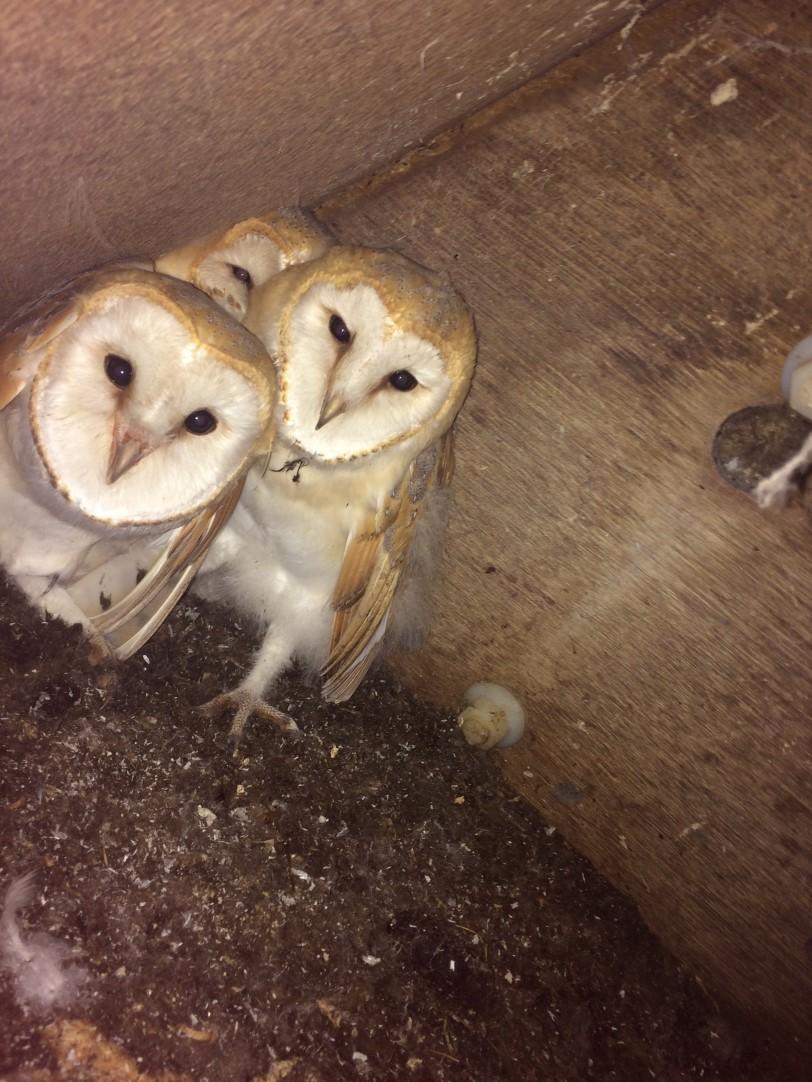 Ministry of Justice Ecology Team Barn owl project We are trying to find out what is happening across the estate regarding barn owls.