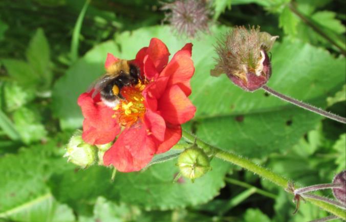 Getting to know pollinators The term