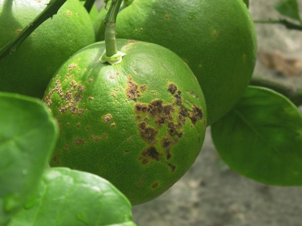Recommended Practices 1. HLB is difficult to manage and continued production of citrus has proven difficult and expensive in areas where it is widespread.