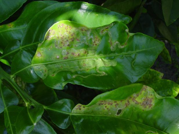 spray program used for melanose control should also control canker, but additional applications may be needed in late June and July.