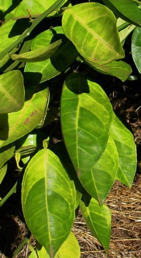 LIVING WITH CITRUS CANKER AND CITRUS GREENING What has been working in Brazil in reducing the spread of citrus greening and citrus canker and in coping with these and