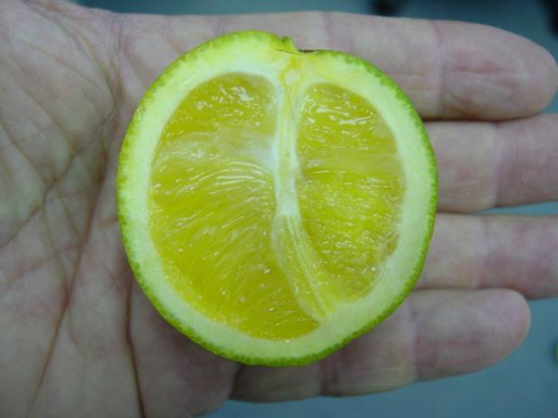 The name huanglongbing means "yellow shoot" which describes the symptom of a bright yellow shoot that commonly occurs on a sector of infected trees.