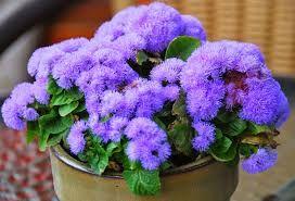 Flats of Flowers - Annuals 32 plants per flat - $20/flat, $11/half-flat Ageratum Fluffy blue