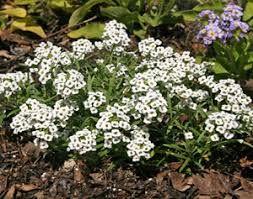 Sweet Alyssum (white) A delicate carpet of tiny flowers with a subtle, sweet fragrance.