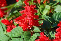 Red Salvia Offers scented foliage so deer and rabbits usually leave it alone.