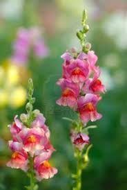 Snapdragon (colors may vary) Perform best when grown in full sun, although they
