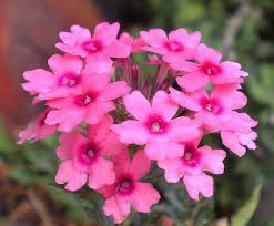 Verbena (colors may vary) Long lasting blooms that perform during the hottest