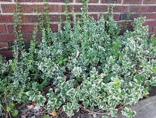 They are evergreen to semievergreen about 1 inch in size. They are egg shaped, often veined with silver. With there being more than 50 cultivars, some winter creeper cultivars have variegated leaves.