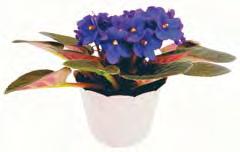 99 Cyclamen Long-blooming indoor plants for winter.
